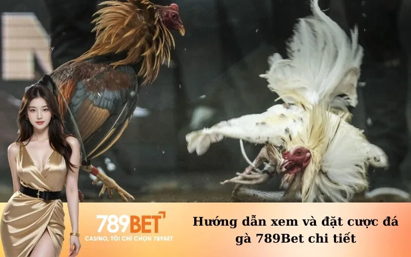 Hướng dẫn xem và đặt cược đá gà 789Bet chi tiết